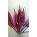 火烈鳥椒草 Cryptocoryne sp. ＂flamingo＂ 水中葉-規格圖6