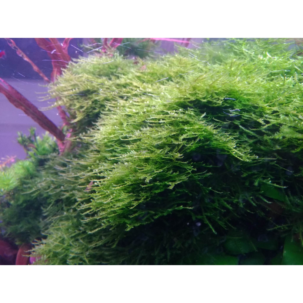 大三角莫絲 盒裝 水中葉-細節圖2