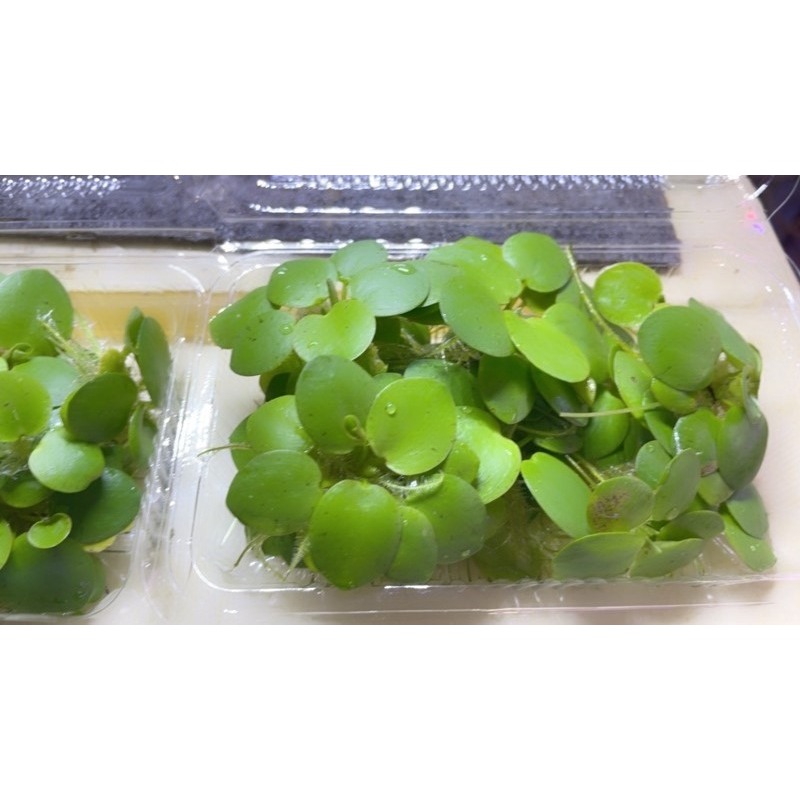 圓心萍  四片葉以上-細節圖2