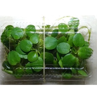 圓心萍  四片葉以上-細節圖3