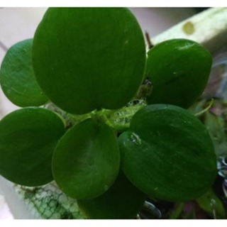 圓心萍  四片葉以上-細節圖4