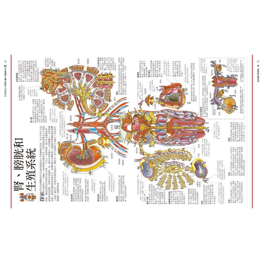 【華記生活館】和平國際  DK不可思議的人體大探險【3D透視版】-細節圖5