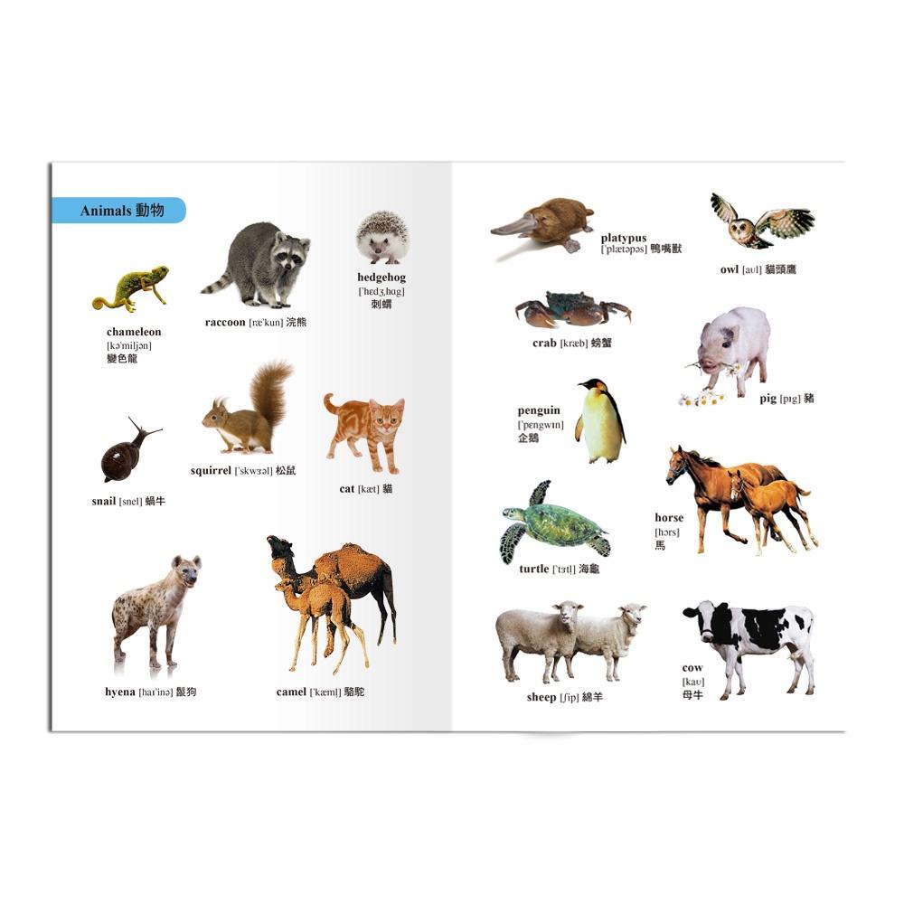 【華記生活館】世一  英漢字典8：(64K)Champion袖珍英漢字典 C5170-2-細節圖5
