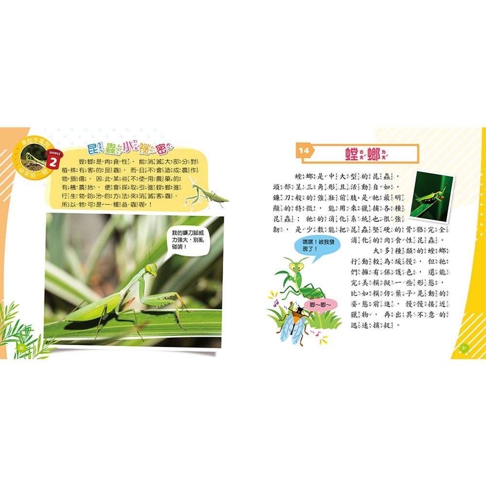 【樂在生活館】幼福 忍者兔魔法投影手電筒：昆蟲王國百科圖鑑【48張投影影像，帶你認識各種奇妙有趣的昆蟲！】-細節圖8