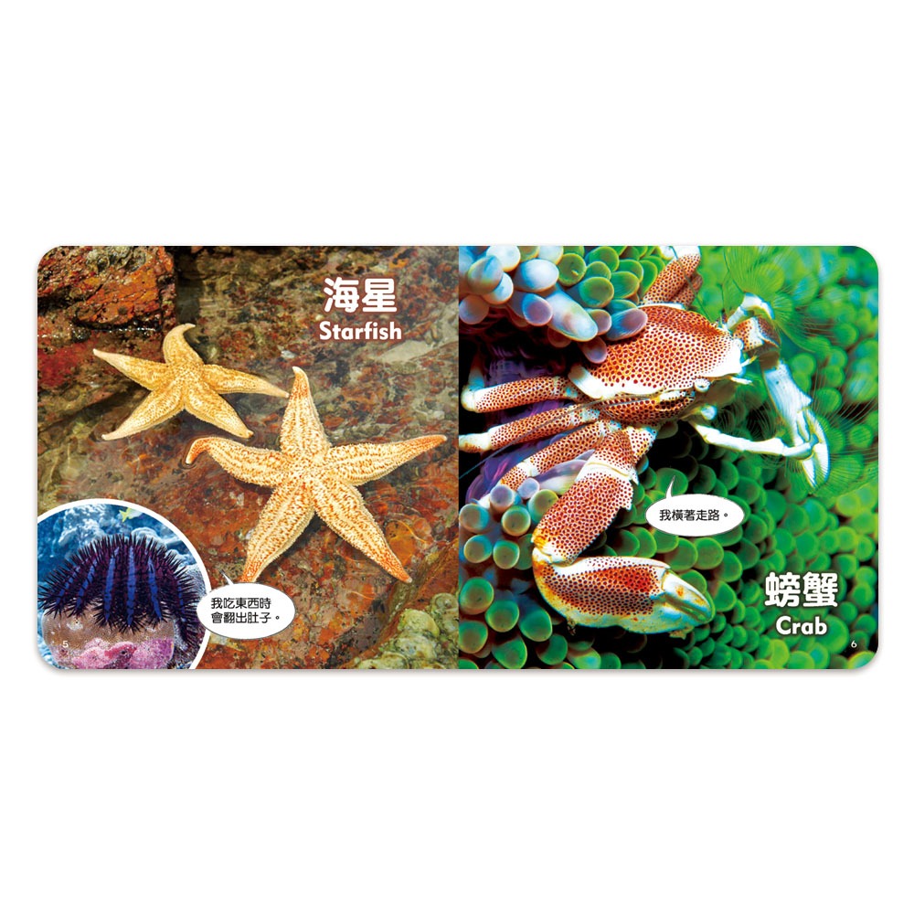 【樂在生活館】世一 聰明寶貝翻翻書系列-海洋生物厚紙書B613004-細節圖4