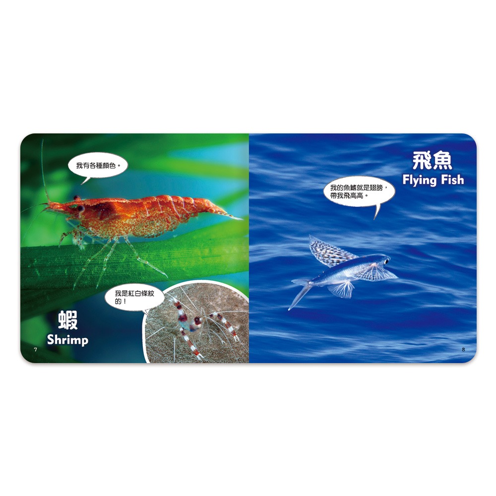 【樂在生活館】世一 聰明寶貝翻翻書系列-海洋生物厚紙書B613004-細節圖5