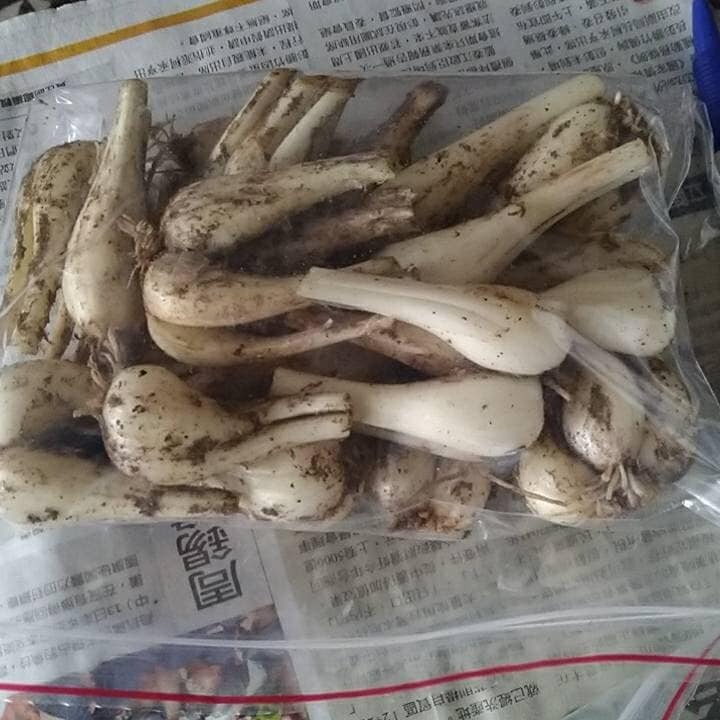 2026現採蕗蕎-大頭(6月份)-細節圖3