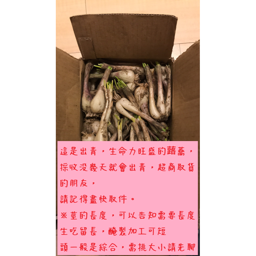 2026現採蕗蕎-大頭(6月份)-細節圖4