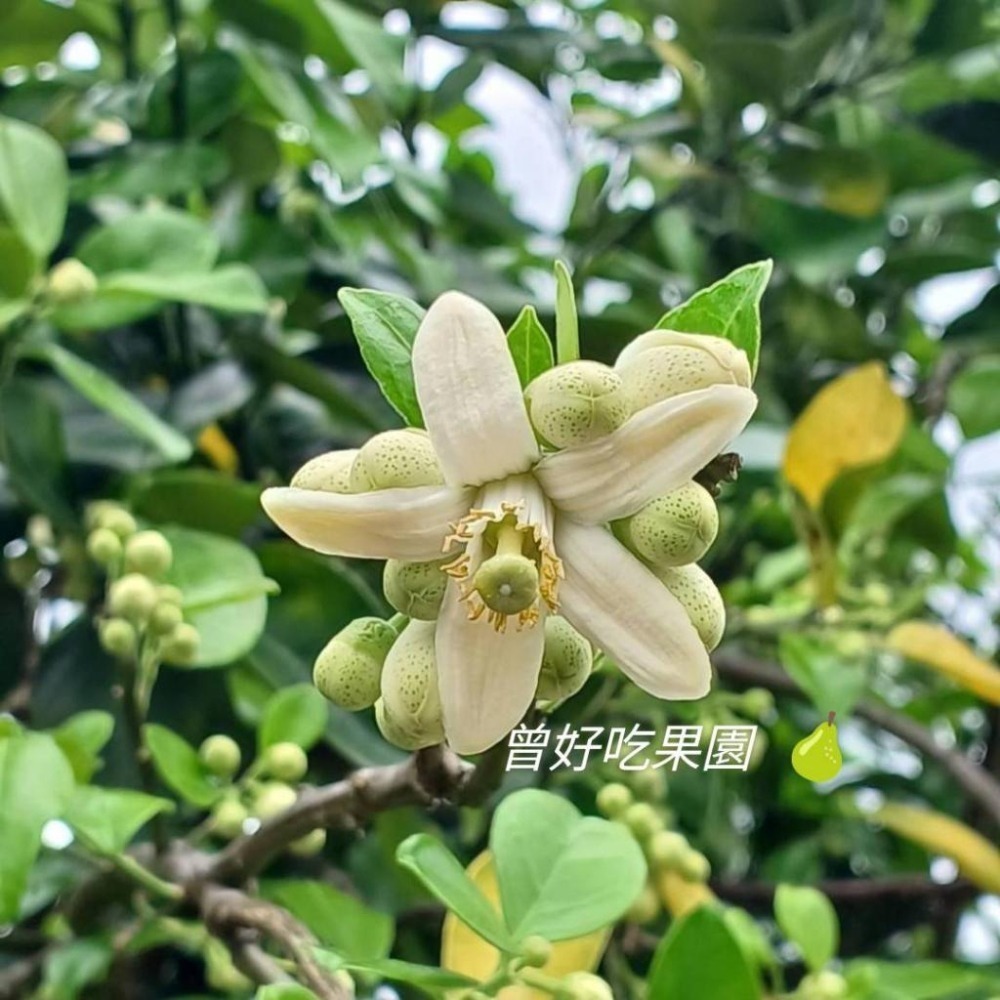 2025年 完售 請勿下單 NG 自用果 超醜皮花果 出清 鶴岡文旦 花蓮瑞穗鄉 35～44年老欉 文旦 免運中-細節圖4