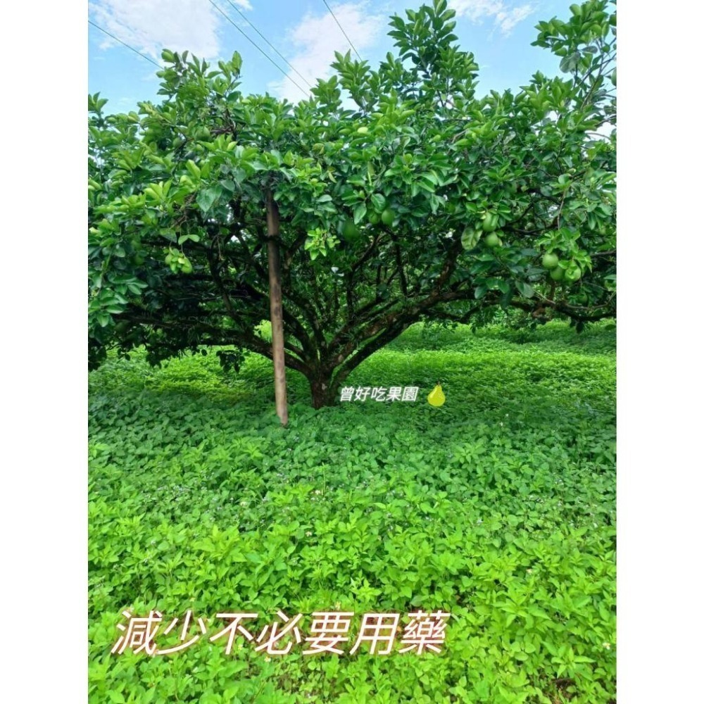2025年 完售 請勿下單 NG 自用果 超醜皮花果 出清 鶴岡文旦 花蓮瑞穗鄉 35～44年老欉 文旦 免運中-細節圖7