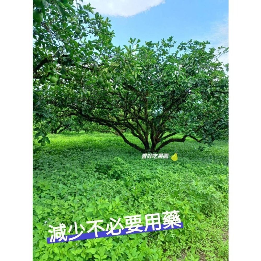 2025年 完售 請勿下單 NG 自用果 超醜皮花果 出清 鶴岡文旦 花蓮瑞穗鄉 35～44年老欉 文旦 免運中-細節圖8