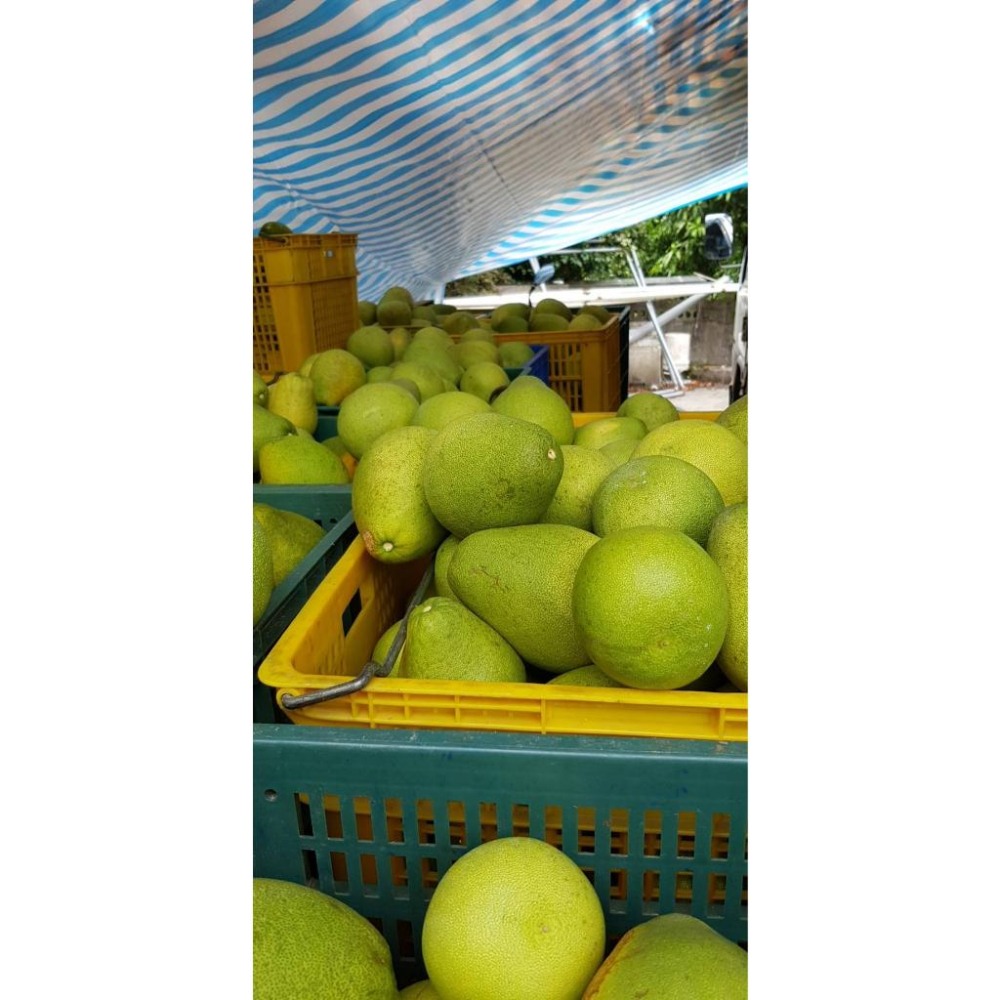 鶴岡文旦 #已售完 勿下單 #皮花 35-43年的老欉文旦 一箱9-12顆-細節圖4