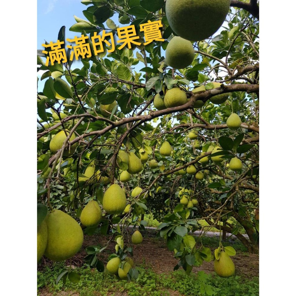 鶴岡文旦 #已售完 勿下單 #皮花 35-43年的老欉文旦 一箱9-12顆-細節圖5