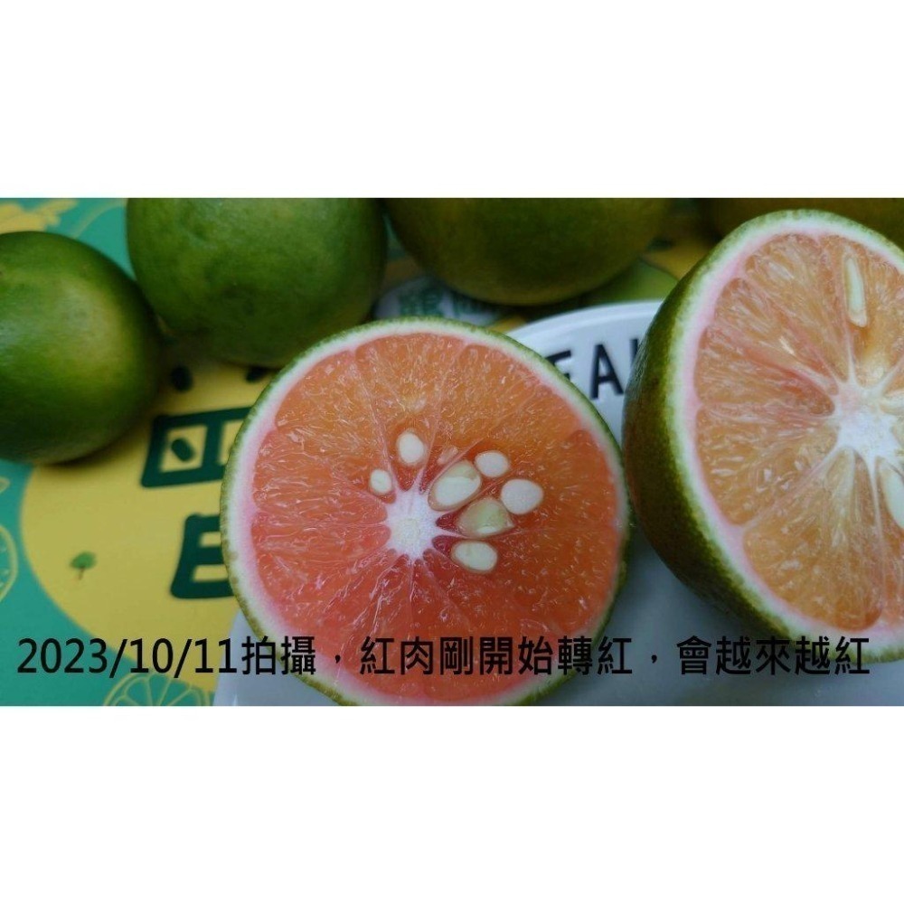 完售  紅肉🌹/黃肉🌻  #甜丁 #糖橙 #甜橙 #阿婆橙 #無酸橙 #蜜橙 #血橙 👑#免運 完全無酸 多汁清甜-細節圖5