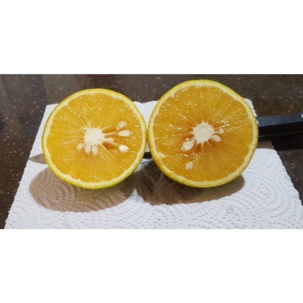完售  紅肉🌹/黃肉🌻  #甜丁 #糖橙 #甜橙 #阿婆橙 #無酸橙 #蜜橙 #血橙 👑#免運 完全無酸 多汁清甜-細節圖6