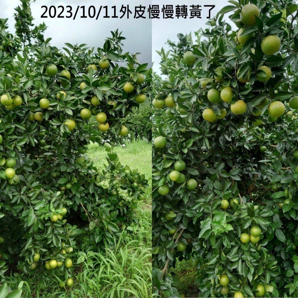 完售  紅肉🌹/黃肉🌻  #甜丁 #糖橙 #甜橙 #阿婆橙 #無酸橙 #蜜橙 #血橙 👑#免運 完全無酸 多汁清甜-細節圖7