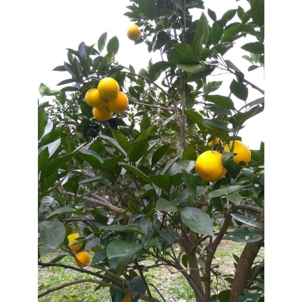 完售  紅肉🌹/黃肉🌻  #甜丁 #糖橙 #甜橙 #阿婆橙 #無酸橙 #蜜橙 #血橙 👑#免運 完全無酸 多汁清甜-細節圖8