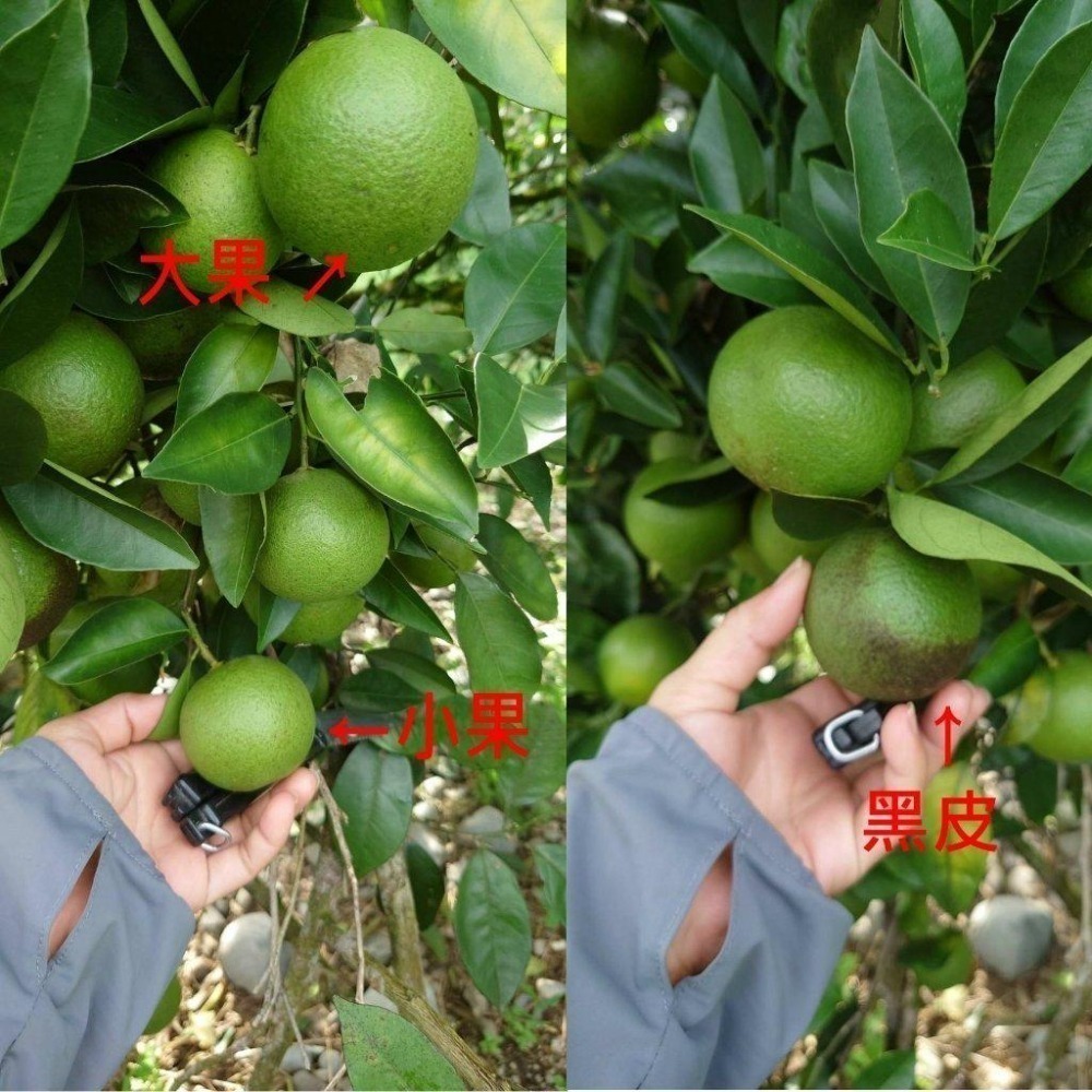 完售  紅肉🌹/黃肉🌻  #甜丁 #糖橙 #甜橙 #阿婆橙 #無酸橙 #蜜橙 #血橙 👑#免運 完全無酸 多汁清甜-細節圖9