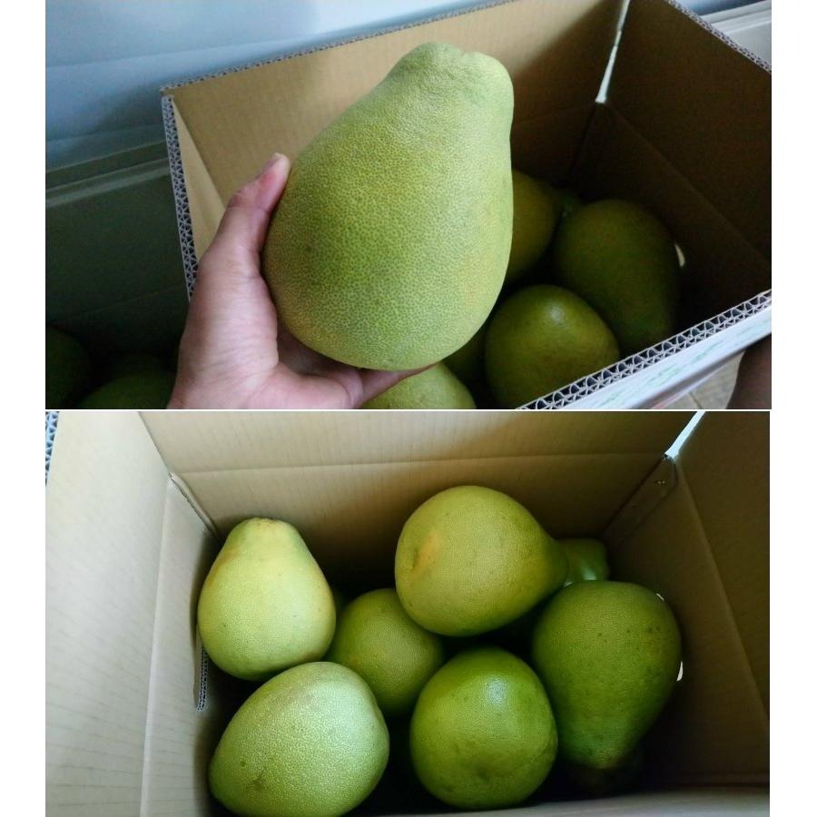 #已售完 勿下單 大果20台斤 免運貨鶴岡文旦花蓮 43年老欉　自產自銷 現貨-細節圖5