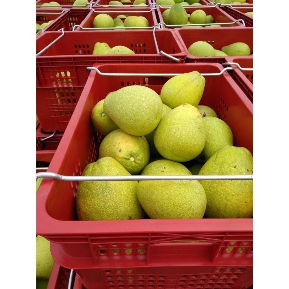 2025年 完售🍐 #鶴岡文旦 #一箱10斤12-14顆  #文旦禮盒 35-44年 #老欉文旦 #柚子 #曾好吃果園-細節圖3