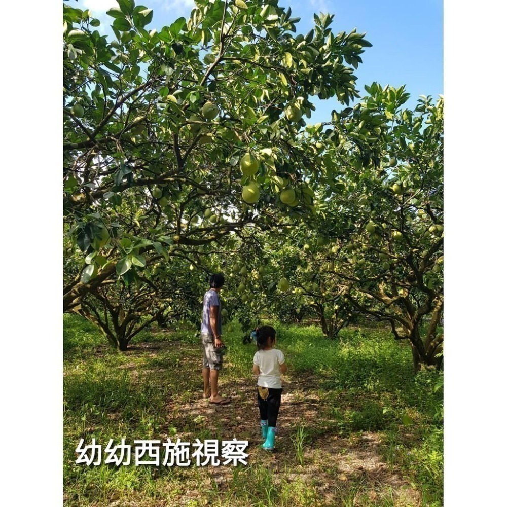 2025年 完售🍐 #鶴岡文旦 #一箱10斤12-14顆  #文旦禮盒 35-44年 #老欉文旦 #柚子 #曾好吃果園-細節圖4