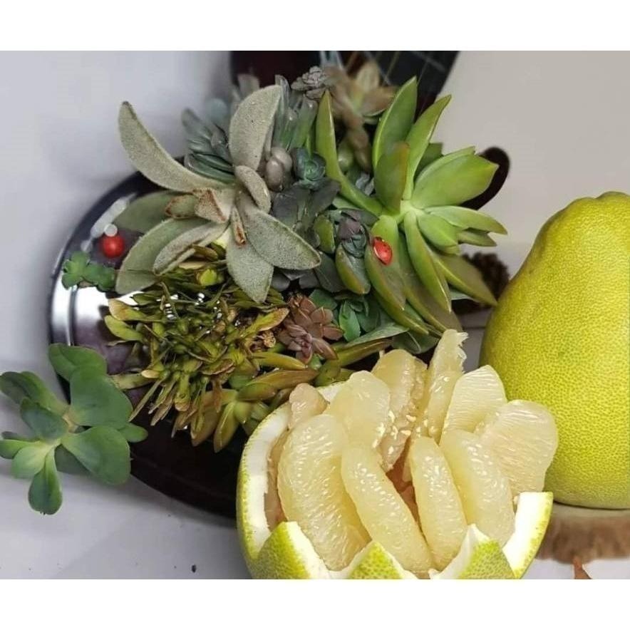 2025年 完售🍐 #鶴岡文旦 #一箱10斤12-14顆  #文旦禮盒 35-44年 #老欉文旦 #柚子 #曾好吃果園-細節圖5