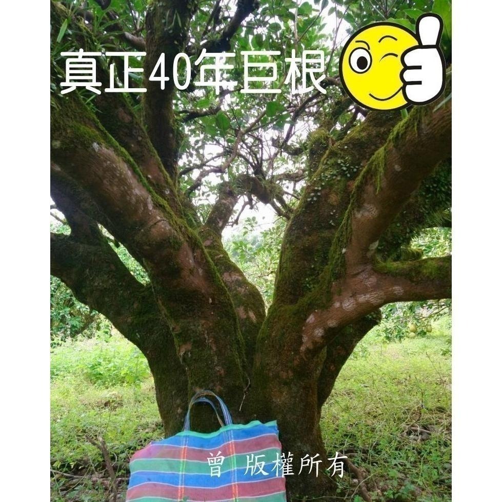 2025年 完售🍐 #鶴岡文旦 #一箱10斤12-14顆  #文旦禮盒 35-44年 #老欉文旦 #柚子 #曾好吃果園-細節圖7