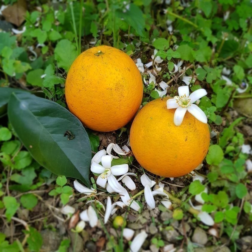 完售 勿下單 曾好吃果園 晚崙西亞 香丁 香橙-細節圖2
