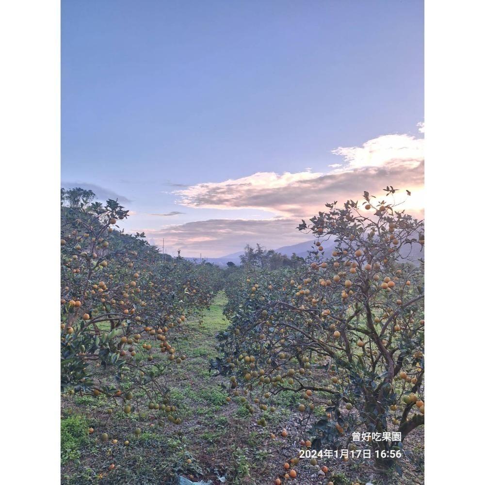完售 勿下單 曾好吃果園 晚崙西亞 香丁 香橙-細節圖3