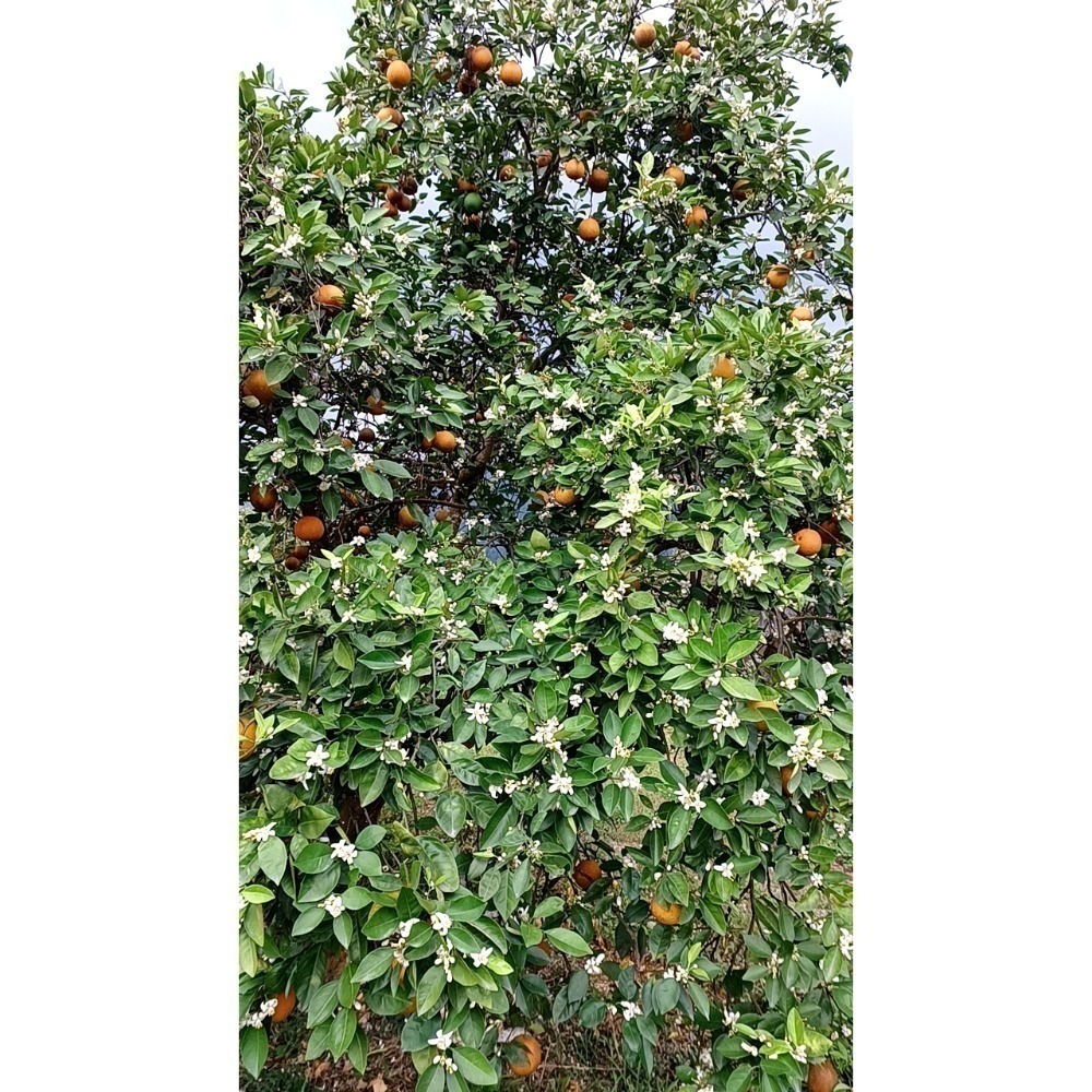 完售 勿下單 曾好吃果園 晚崙西亞 香丁 香橙-細節圖5