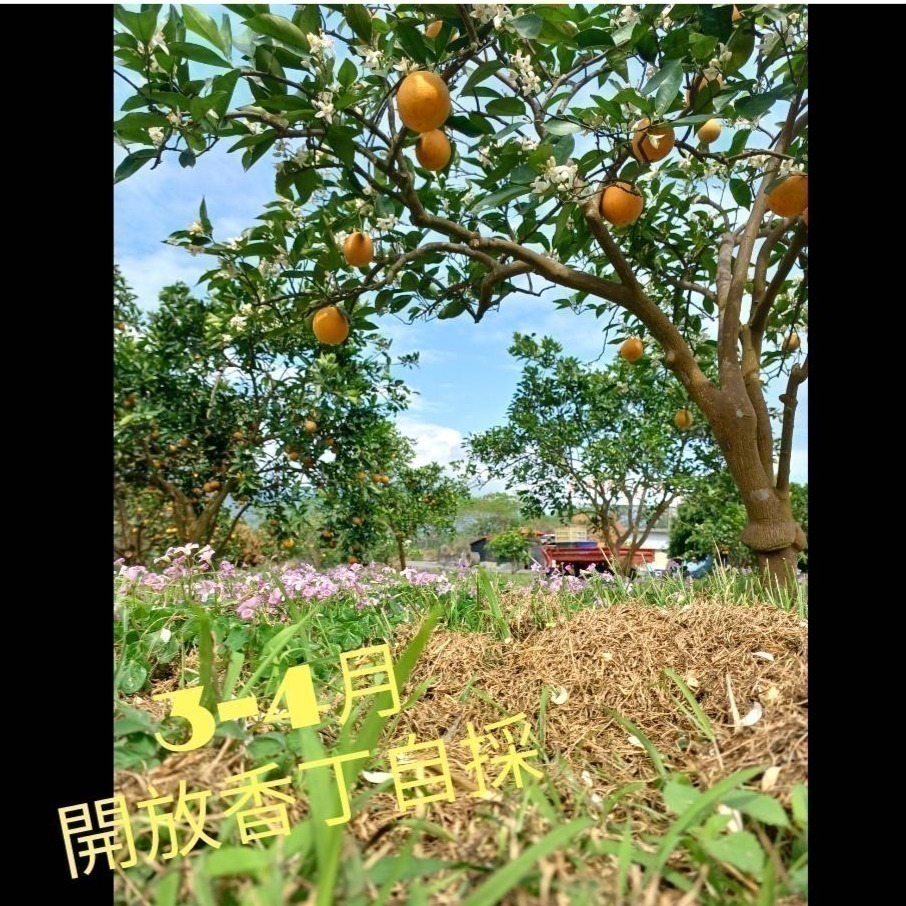 完售 勿下單 曾好吃果園 晚崙西亞 香丁 香橙-細節圖7