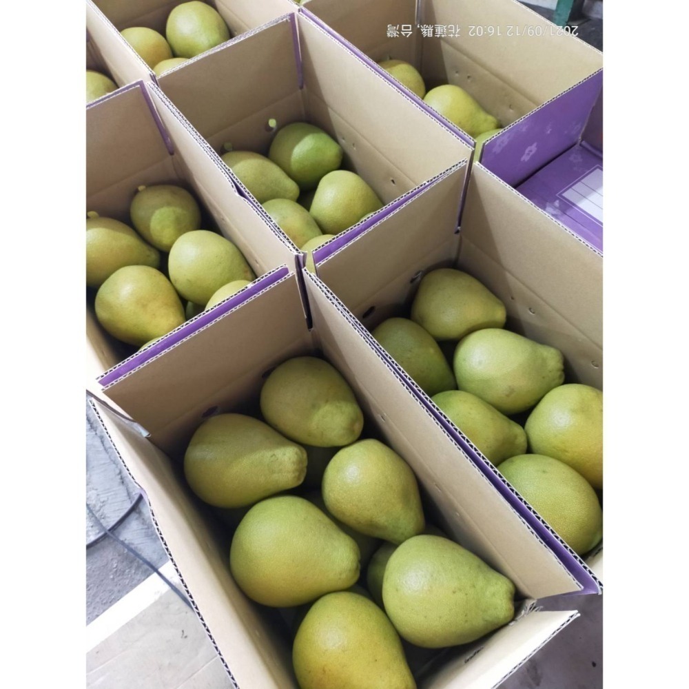 ✨2025全數售完✨鶴岡文旦 花蓮瑞穗 43年老欉 產地小農 生產追溯 送驗合格農產品 非麻豆 柚子 曾好吃果園-阿妃-細節圖3
