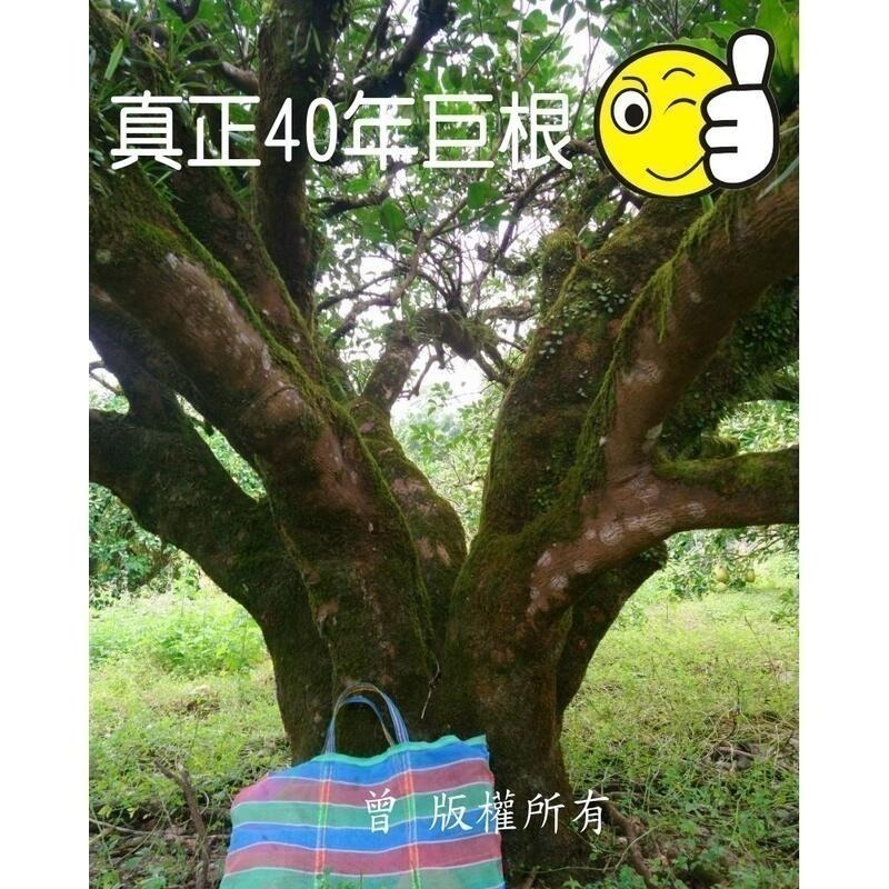 ✨2025全數售完✨鶴岡文旦 花蓮瑞穗 43年老欉 產地小農 生產追溯 送驗合格農產品 非麻豆 柚子 曾好吃果園-阿妃-細節圖7