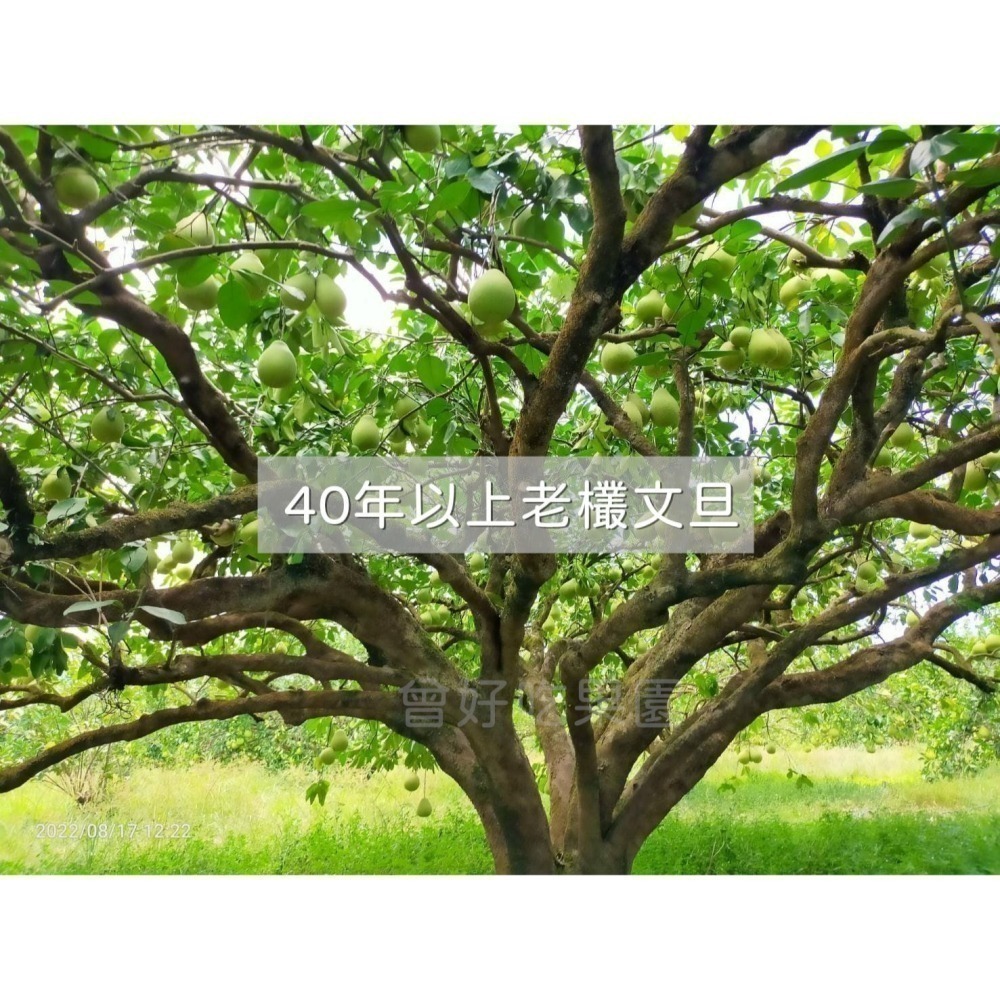 ✨2025全數售完✨鶴岡文旦 花蓮瑞穗 43年老欉 產地小農 生產追溯 送驗合格農產品 非麻豆 柚子 曾好吃果園-阿妃-細節圖9