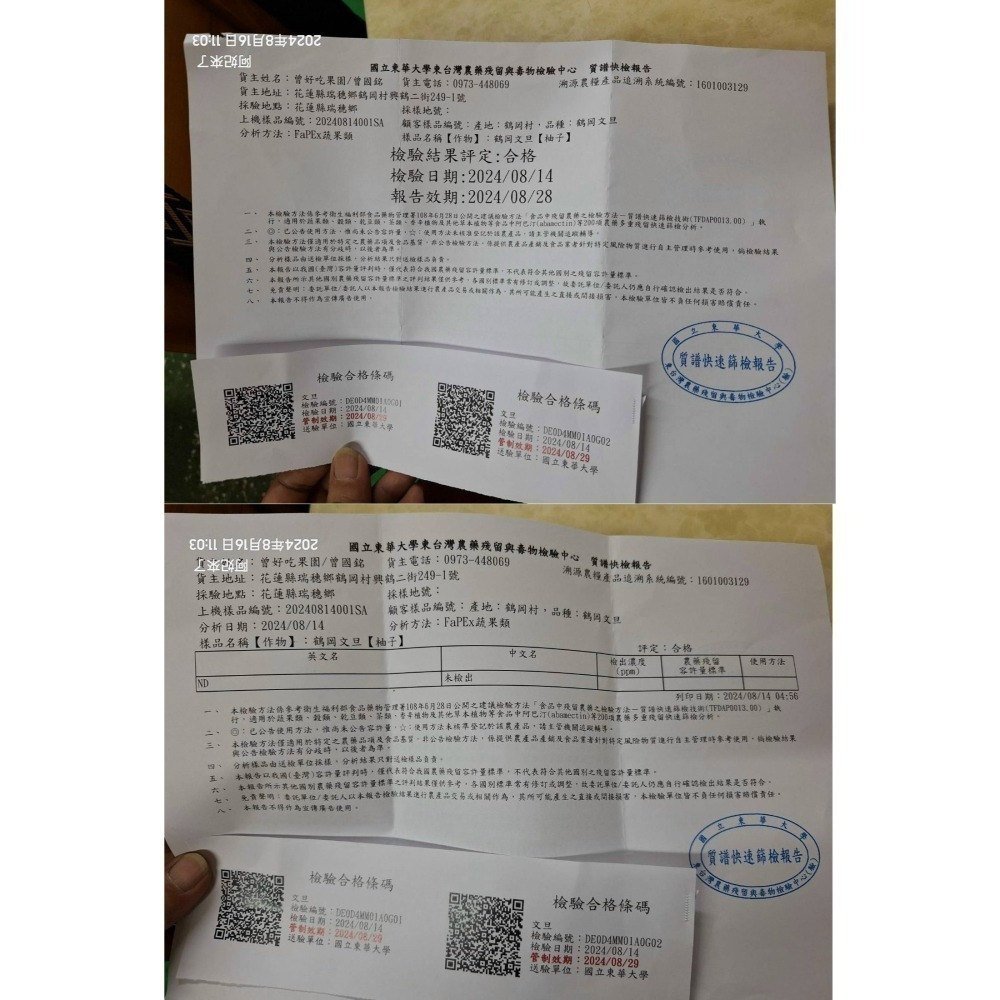 ✨2025全數售完✨鶴岡文旦 花蓮瑞穗 43年老欉 產地小農 生產追溯 送驗合格農產品 非麻豆 柚子 曾好吃果園-阿妃-細節圖10