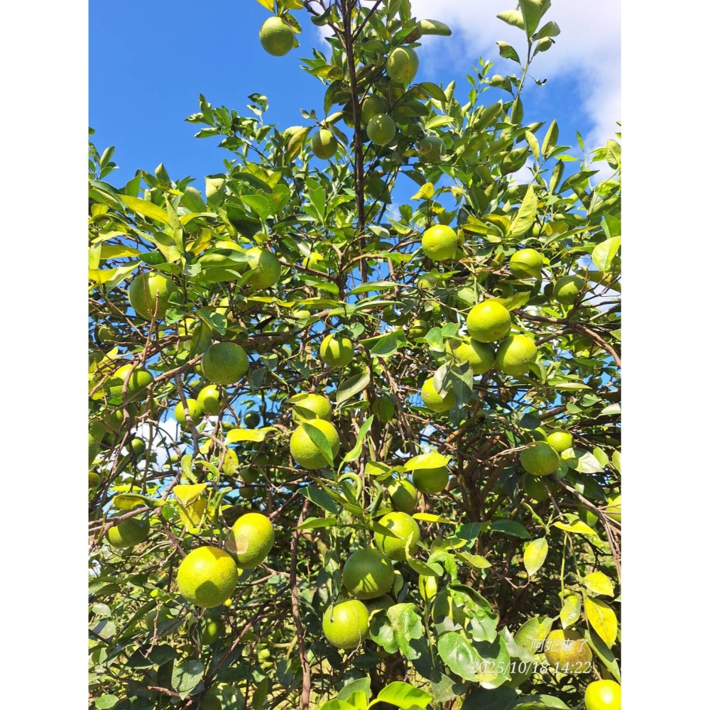 2025免運預購中✨爆汁完全無酸✨玫瑰甜橙 紅肉 甜丁 糖橙 甜橙 阿婆橙 無酸橙 蜜橙 適合怕酸的你(檢驗合格)-細節圖7