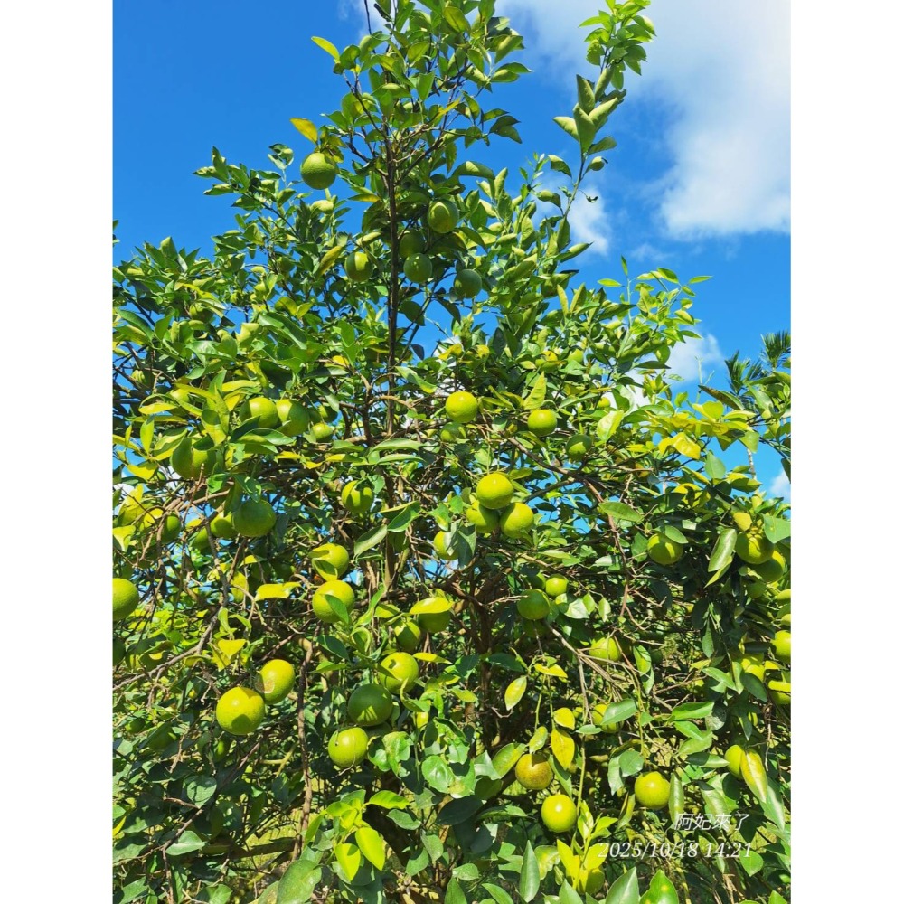 2025免運預購中✨爆汁完全無酸✨玫瑰甜橙 紅肉 甜丁 糖橙 甜橙 阿婆橙 無酸橙 蜜橙 適合怕酸的你(檢驗合格)-細節圖8