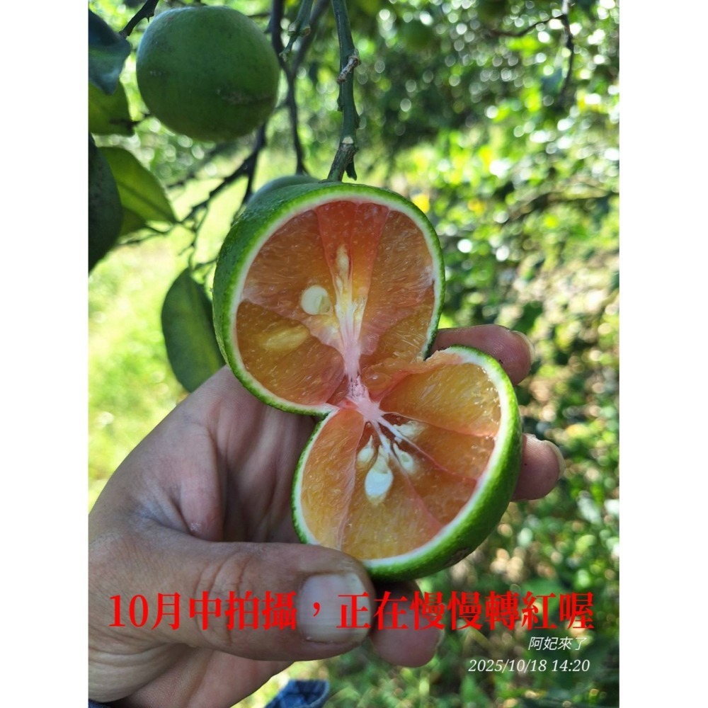 2025免運預購中✨爆汁完全無酸✨玫瑰甜橙 紅肉 甜丁 糖橙 甜橙 阿婆橙 無酸橙 蜜橙 適合怕酸的你(檢驗合格)-細節圖2