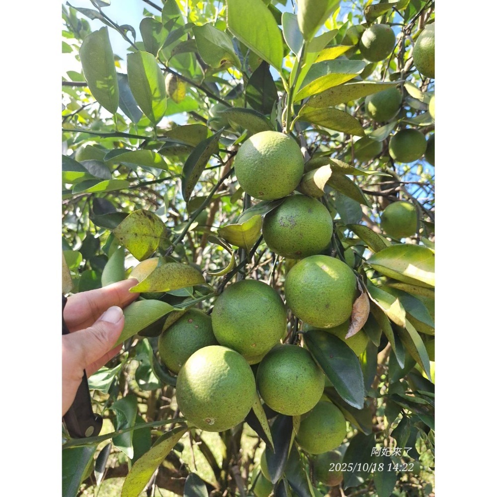 2025免運預購中✨爆汁完全無酸✨玫瑰甜橙 紅肉 甜丁 糖橙 甜橙 阿婆橙 無酸橙 蜜橙 適合怕酸的你(檢驗合格)-細節圖6