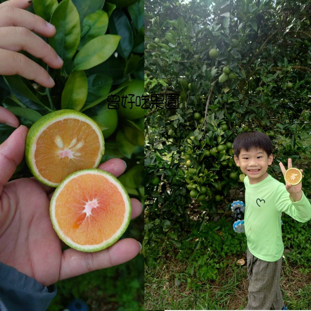 全數售完✨免運✨爆汁完全無酸★紅肉/黃肉 甜丁 糖橙 甜橙 阿婆橙 無酸橙 蜜橙 血橙 適合怕酸的你 清甜營養 非柳丁-細節圖5