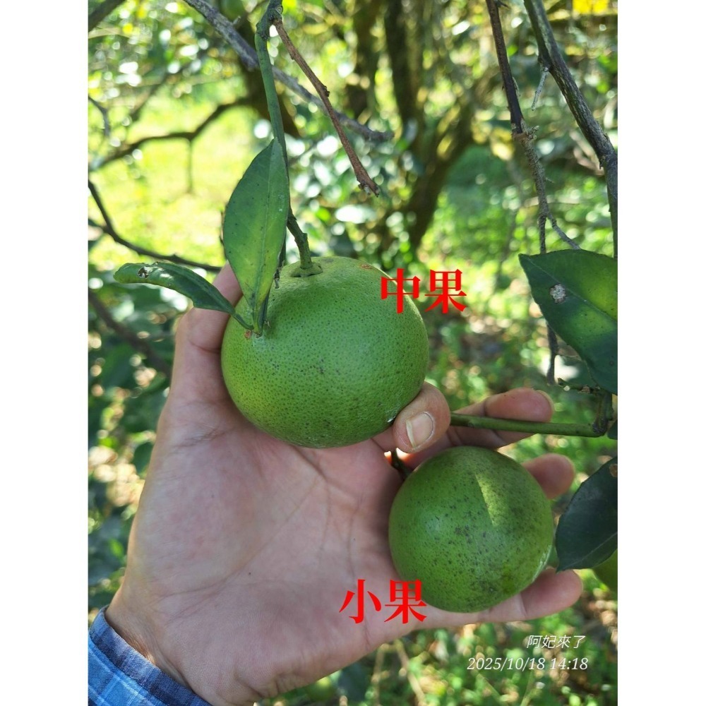 2025免運預購中✨爆汁完全無酸✨玫瑰甜橙 紅肉 甜丁 糖橙 甜橙 阿婆橙 無酸橙 蜜橙 適合怕酸的你(檢驗合格)-規格圖11