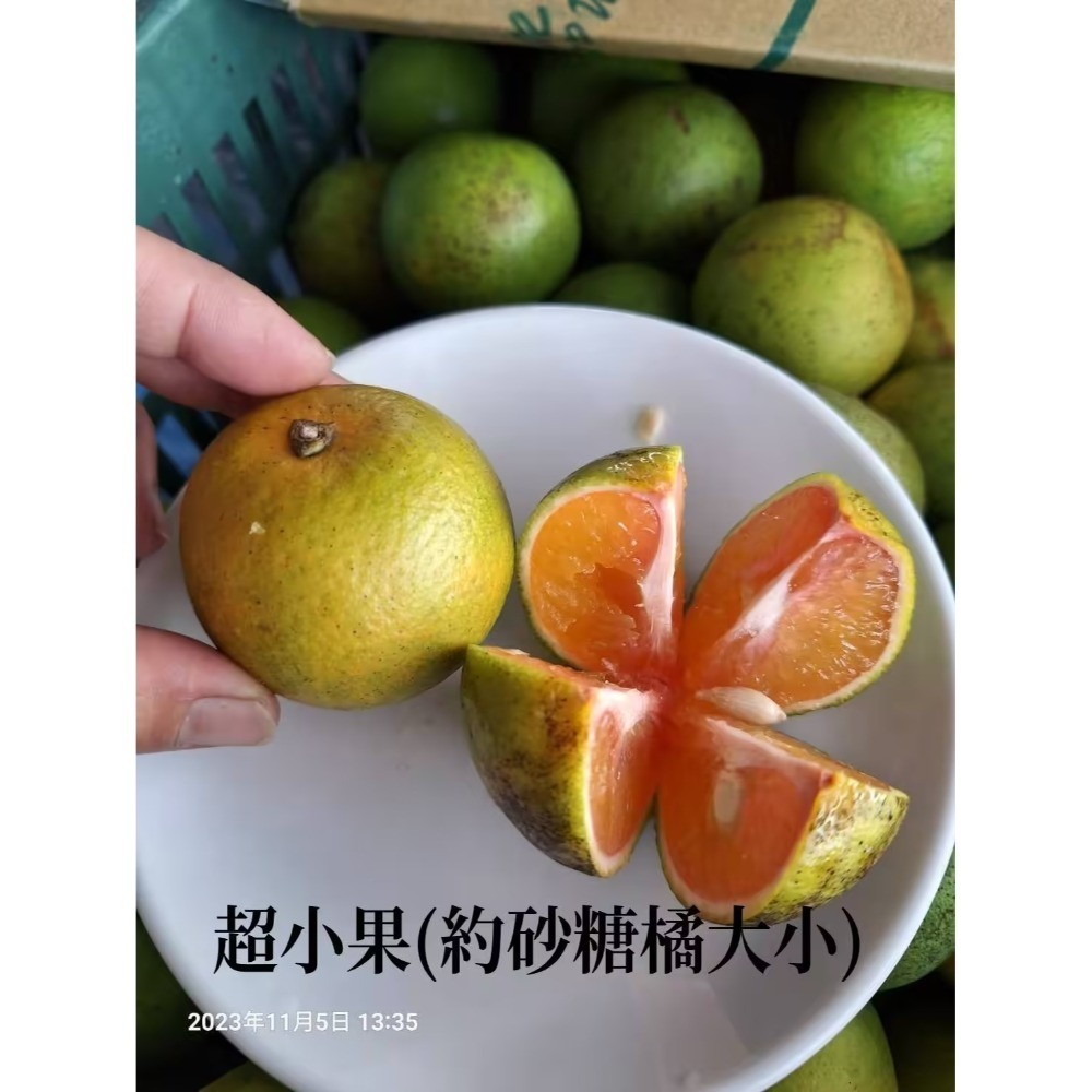 2025免運預購中✨爆汁完全無酸✨玫瑰甜橙 紅肉 甜丁 糖橙 甜橙 阿婆橙 無酸橙 蜜橙 適合怕酸的你(檢驗合格)-規格圖11