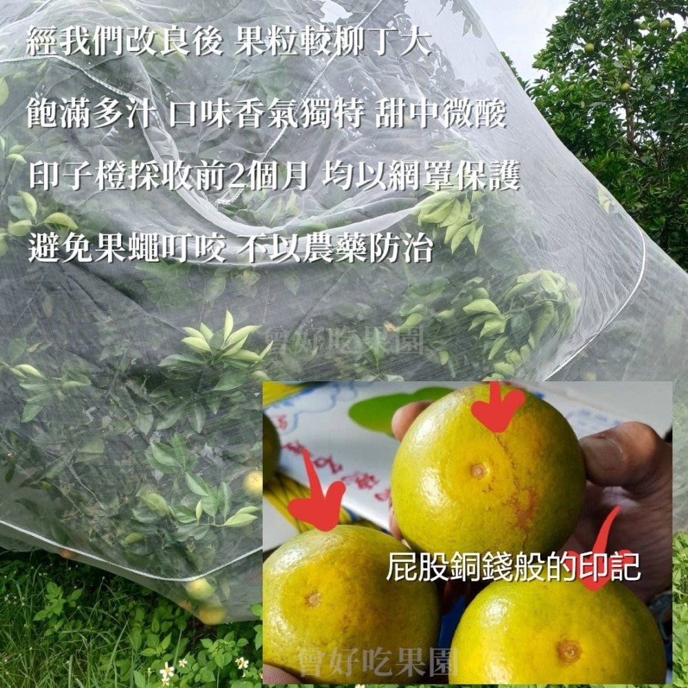 全數售完勿下單★免運費★ 印子橙 印子柑 自行研發改良品種 汁多味美香氣十足 甜微酸 值得您品嚐看看 柳丁-細節圖3
