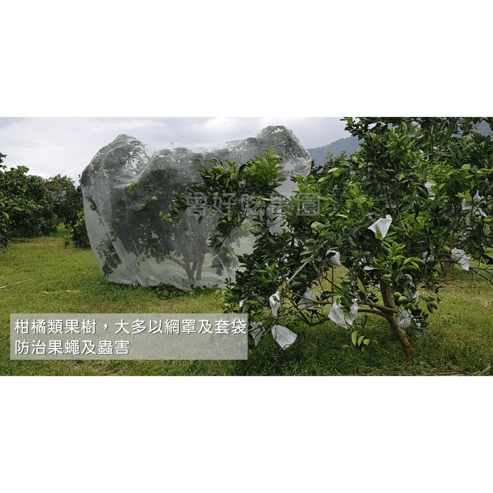 全數售完勿下單★免運費★ 印子橙 印子柑 自行研發改良品種 汁多味美香氣十足 甜微酸 值得您品嚐看看 柳丁-細節圖4