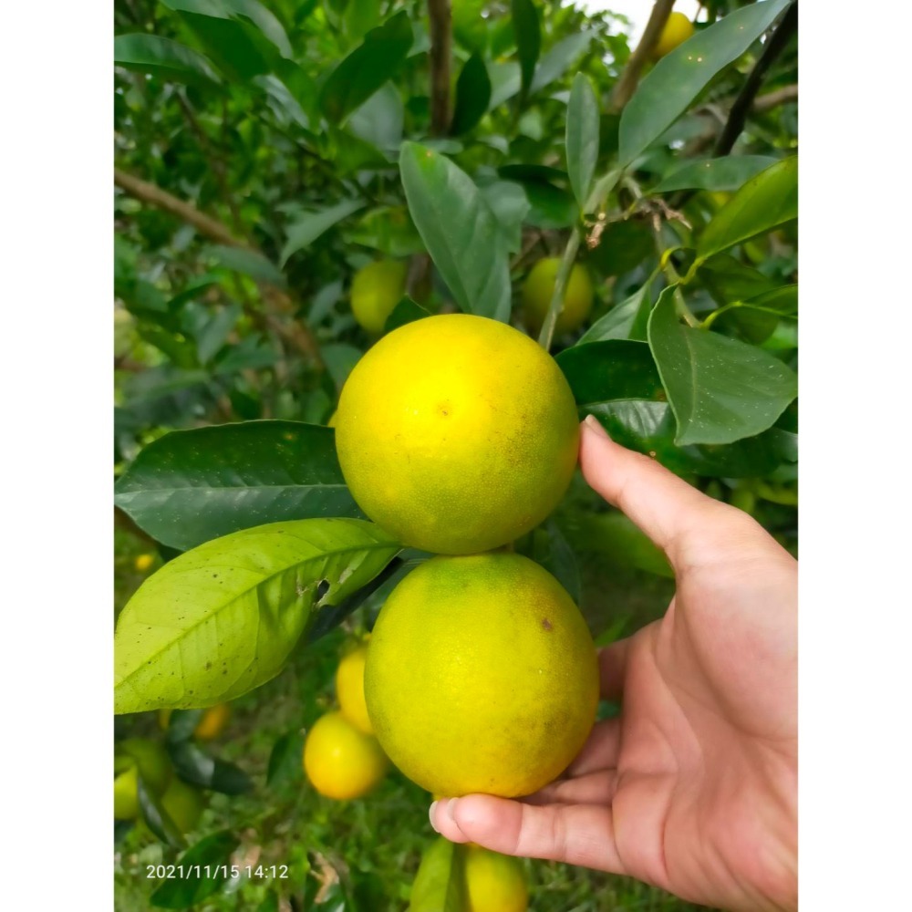全數售完勿下單★免運費★ 印子橙 印子柑 自行研發改良品種 汁多味美香氣十足 甜微酸 值得您品嚐看看 柳丁-細節圖5