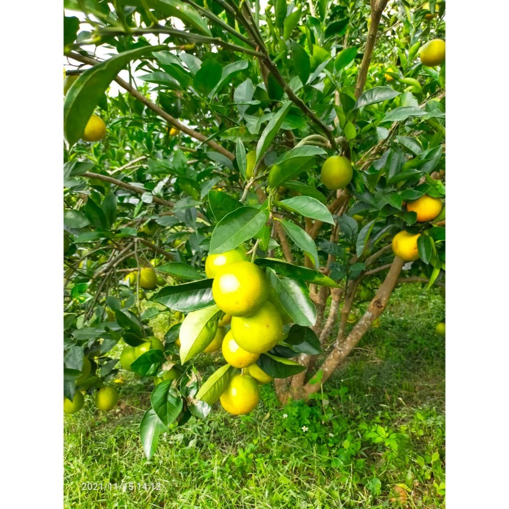 全數售完勿下單★免運費★ 印子橙 印子柑 自行研發改良品種 汁多味美香氣十足 甜微酸 值得您品嚐看看 柳丁-細節圖6