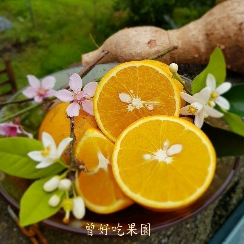✨2026預購中🍊 香丁 🍊晚崙西亞橙 Valencia 台灣香吉士 現採出貨 在欉紅 檢驗合格 自產自銷-細節圖4