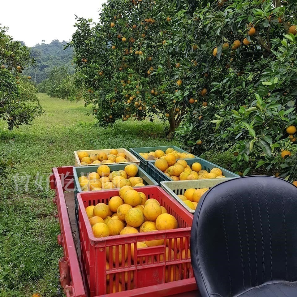✨2026預購中🍊 香丁 🍊晚崙西亞橙 Valencia 台灣香吉士 現採出貨 在欉紅 檢驗合格 自產自銷-細節圖5