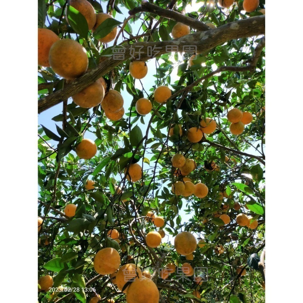 ✨2026預購中🍊 香丁 🍊晚崙西亞橙 Valencia 台灣香吉士 現採出貨 在欉紅 檢驗合格 自產自銷-細節圖9