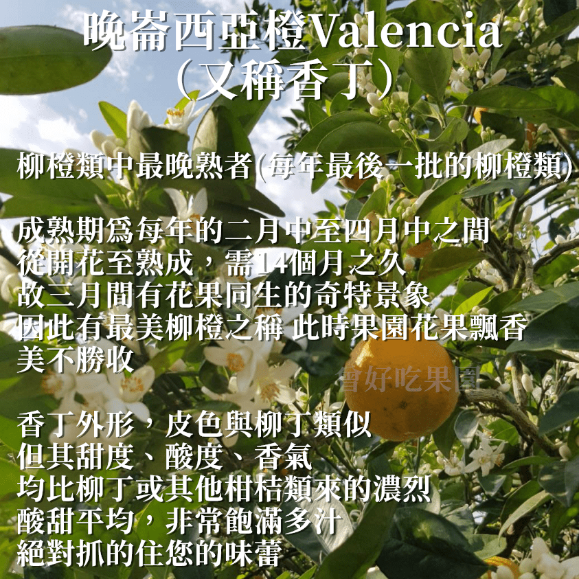 ✨2026全數售完-勿下單🍊 香丁 🍊晚崙西亞橙 Valencia 台灣香吉士 現採出貨 在欉紅 檢驗合格 自產自銷-細節圖6